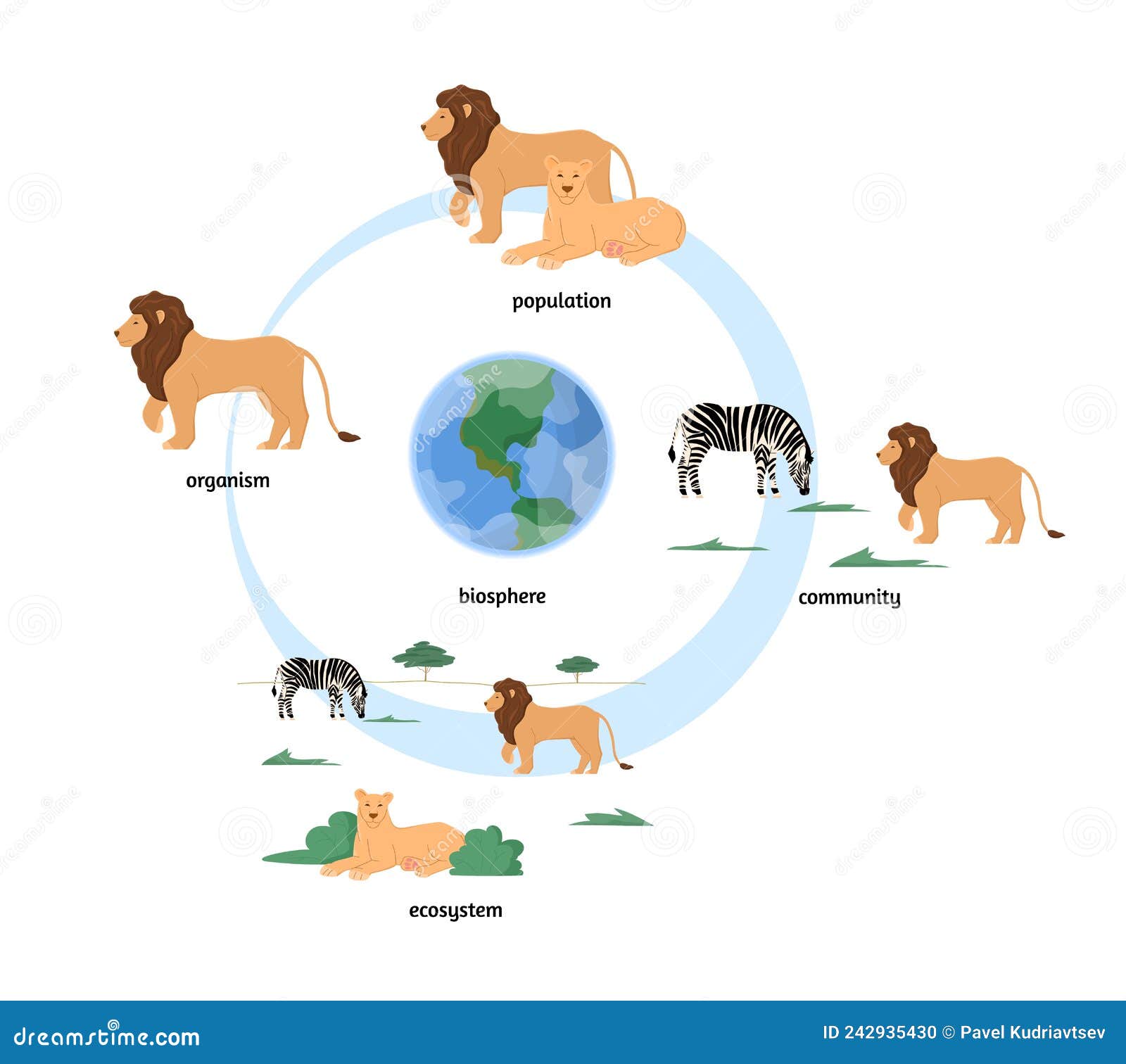 Ecosystem Organization Infographics with Zebra and Lion Animals Community, Flat Vector Illustration Isolated on White. Stock Vector - Illustration of animal, science: 242935430 Ecosystem Organization Infographics with Zebra and Lion Animals Community, Flat Vector Illustration Isolated on White. Stock Vector - Illustration of animal, science: 242935430