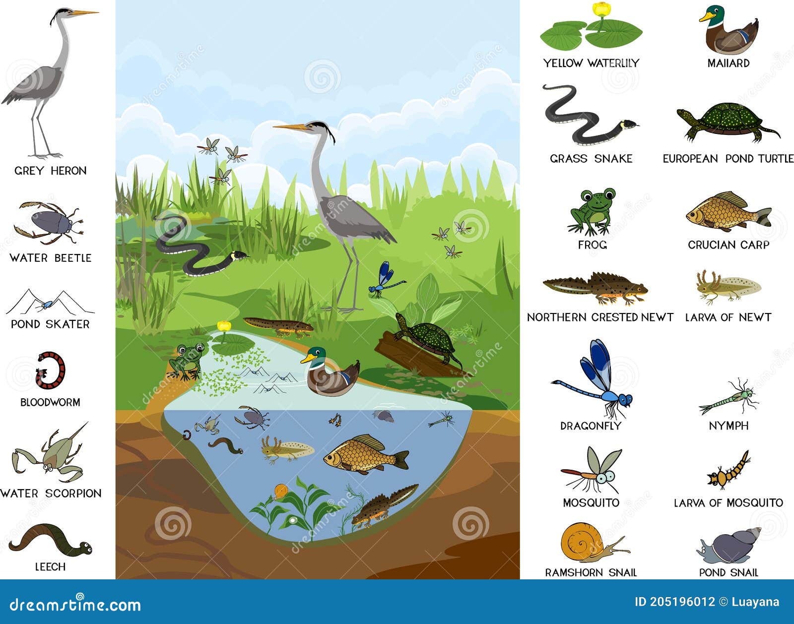 Pond Ecosystem Stock Illustrations – 1,419 Pond Ecosystem Stock  Illustrations, Vectors & Clipart - Dreamstime