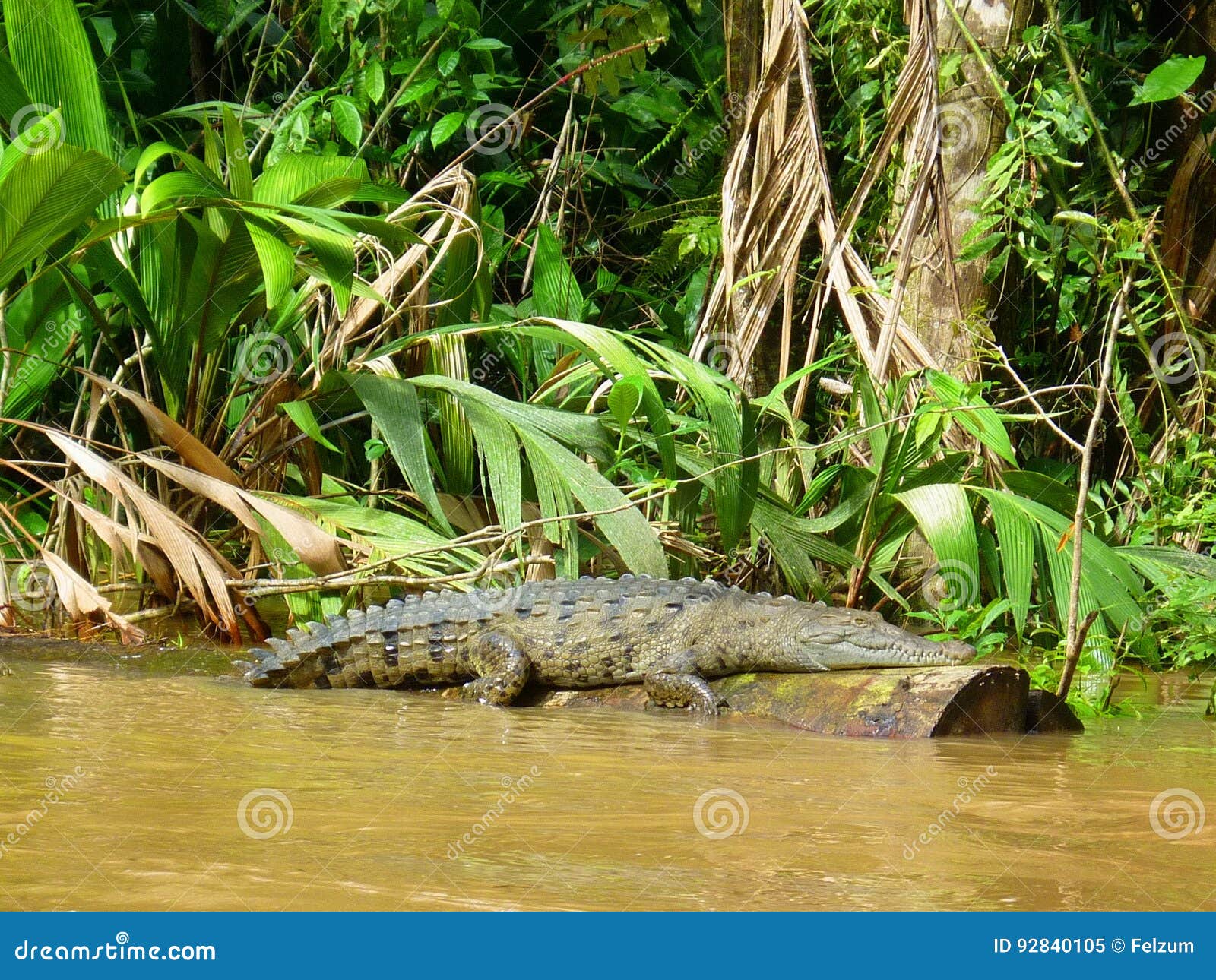 ecotourism in tortuguero , costa rica. alligator. cocodrile