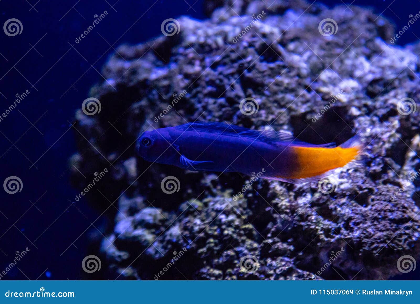 ecsenius bicolor fish