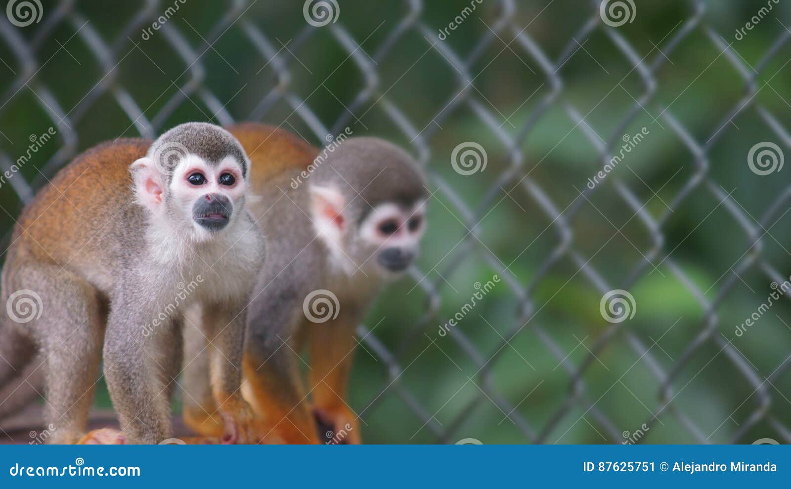 ecuadorian squirrel monkey. common names: warisa, barizo, mono ardilla ecuatoriano.