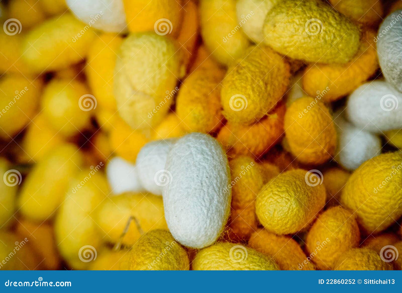 Silkworm Ringed Silk Worm On Mulberry Green Leaf Stock Photo