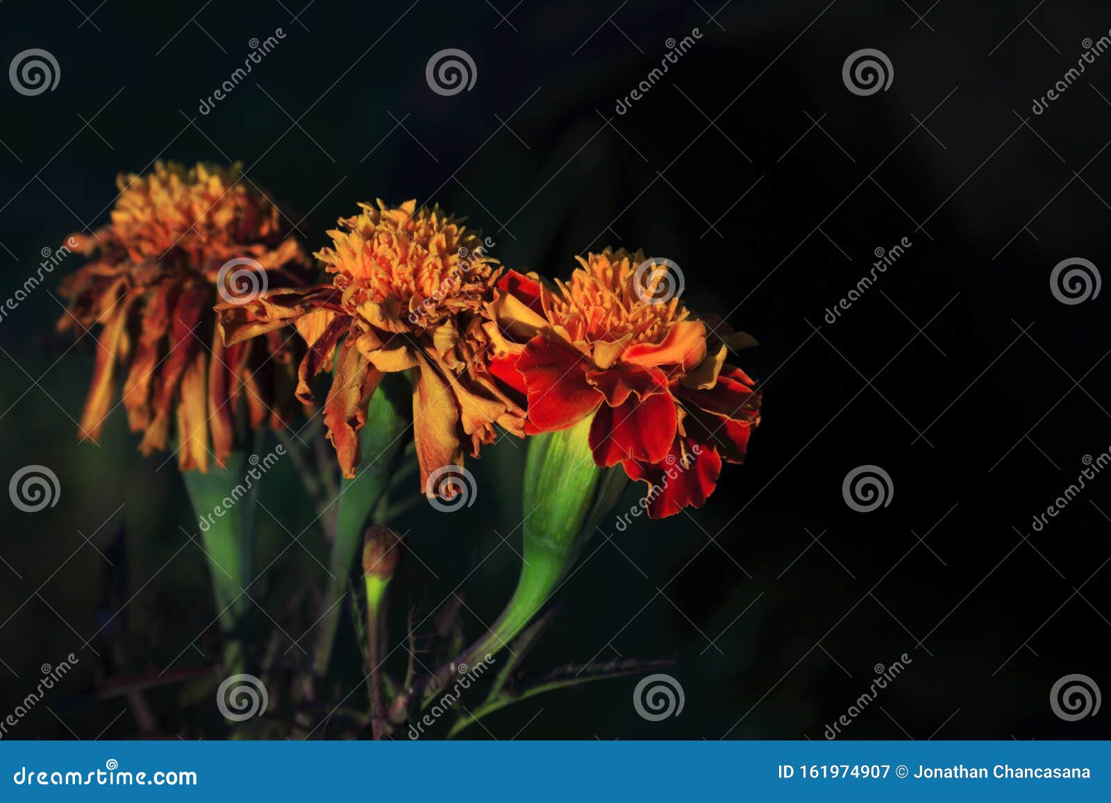 edades de la flor - clavel dianthus caryophyllus