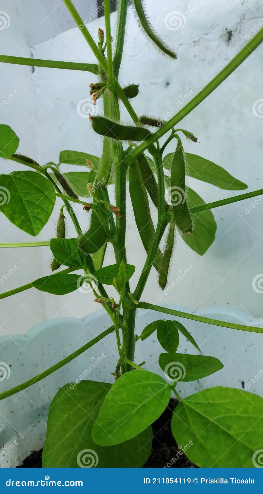 Edamame Plant Grow in Front Yard Stock Image Image of oishii, plant