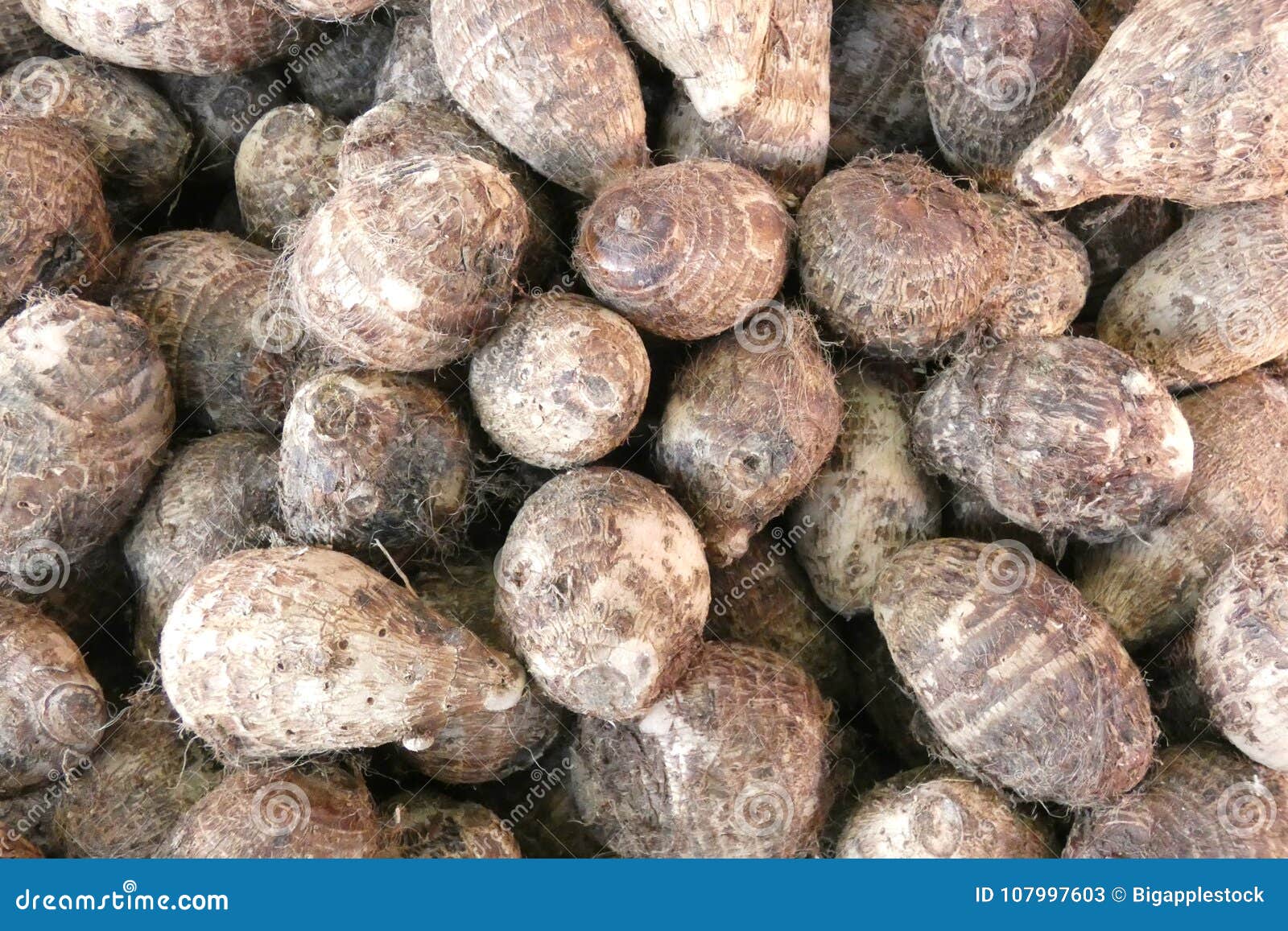 Eddos stock image. Image of exotic, tropical, eddoes 107997603