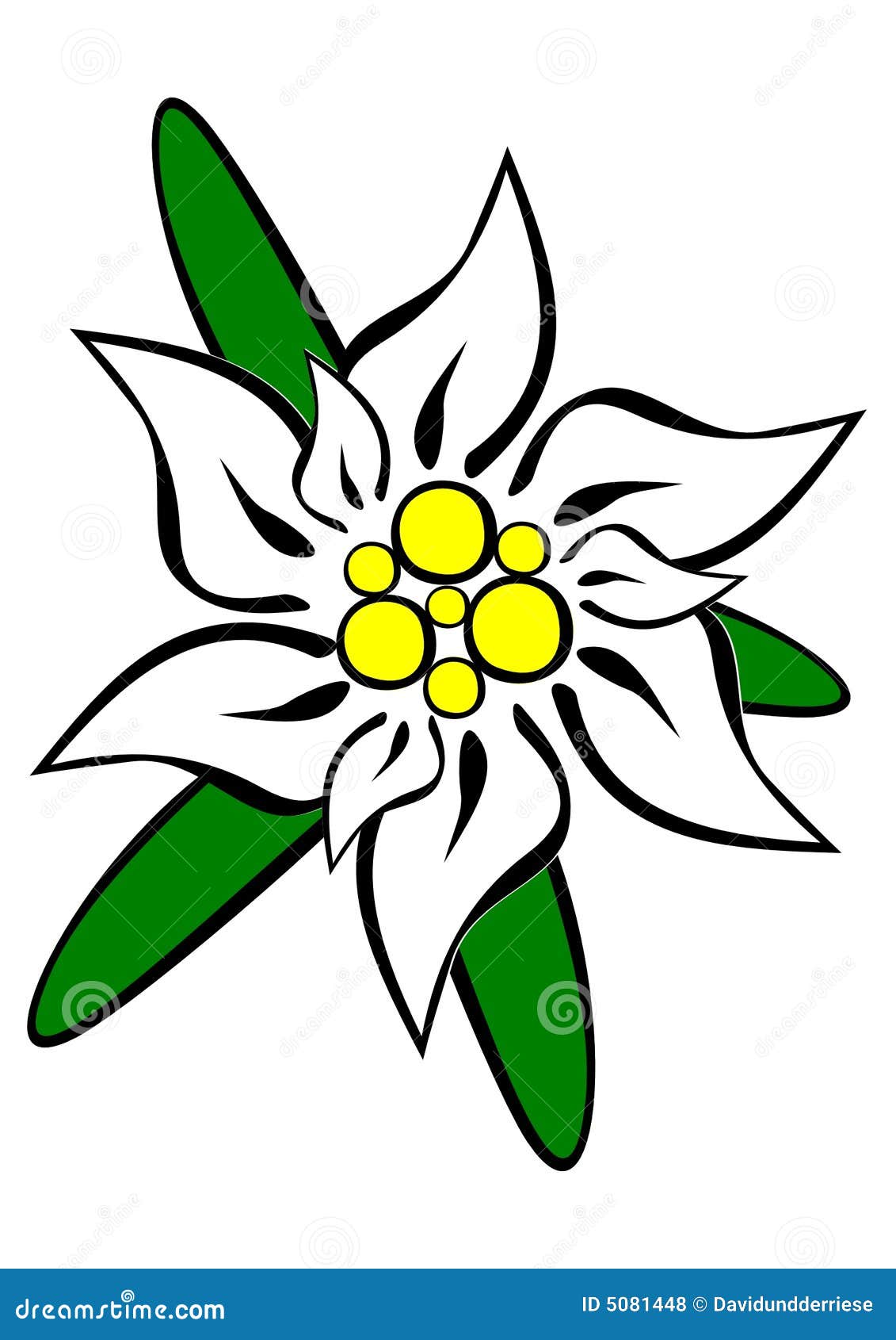 clipart edelweiss flower - photo #16