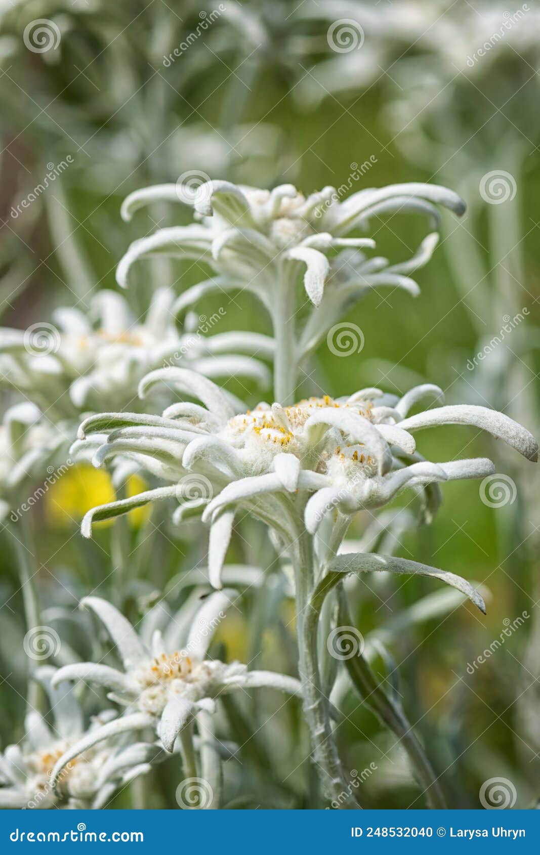 Edelweiss En Fleurs Avec Une Belle Fleur Blanche Sur La Prairie Alpine Dans  Les Montagnes Fond Botanique Naturel Photo stock - Image du fortune,  beauté: 248532040