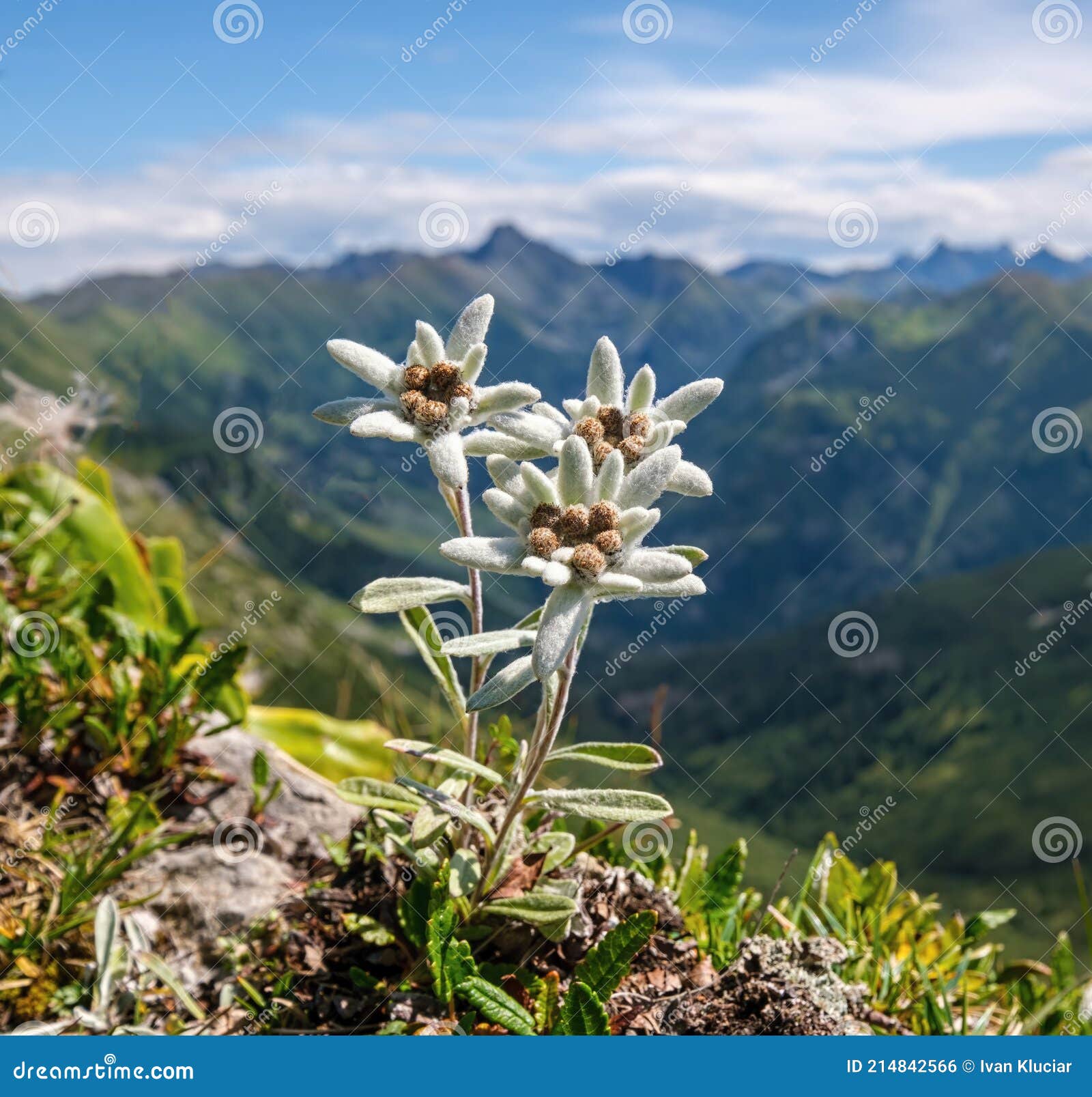 Edelweiss Fleur De Montagne. Leontopodium Nivale Photo stock - Image du  branchement, edelweiss: 214842566