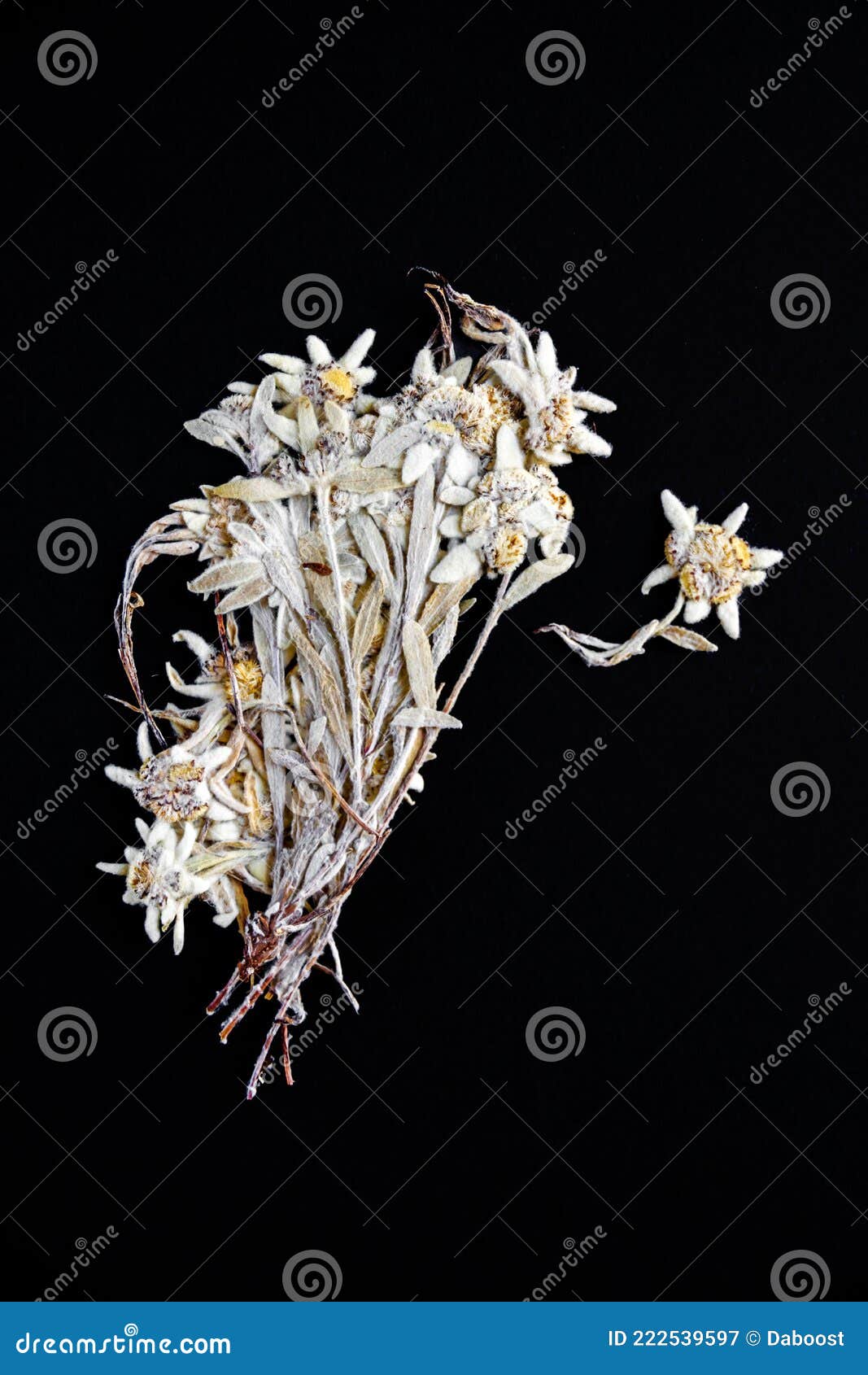 Edelweiss Flower Isolated on Black Background Stock Image Image of