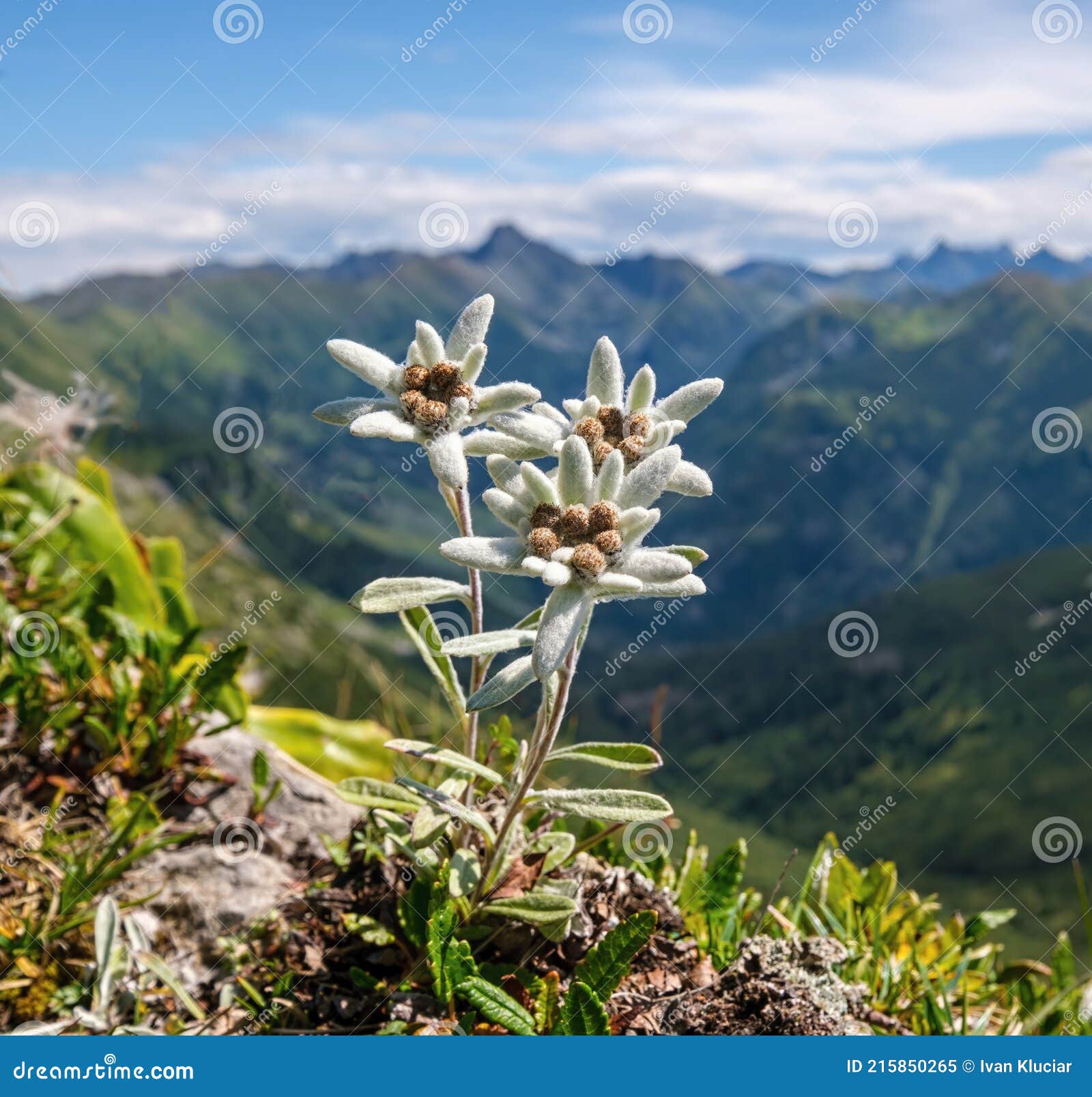 Edelweiss Flower Leontopodium Alpinum En Milieu Naturel. Image stock -  Image du floral, fond: 215850265