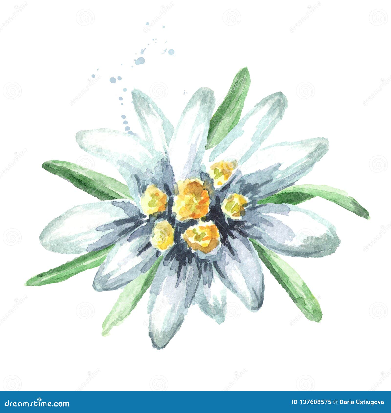 Featured image of post Edelweiss Scientific Drawing Check out our scientific drawing selection for the very best in unique or custom handmade did you scroll all this way to get facts about scientific drawing