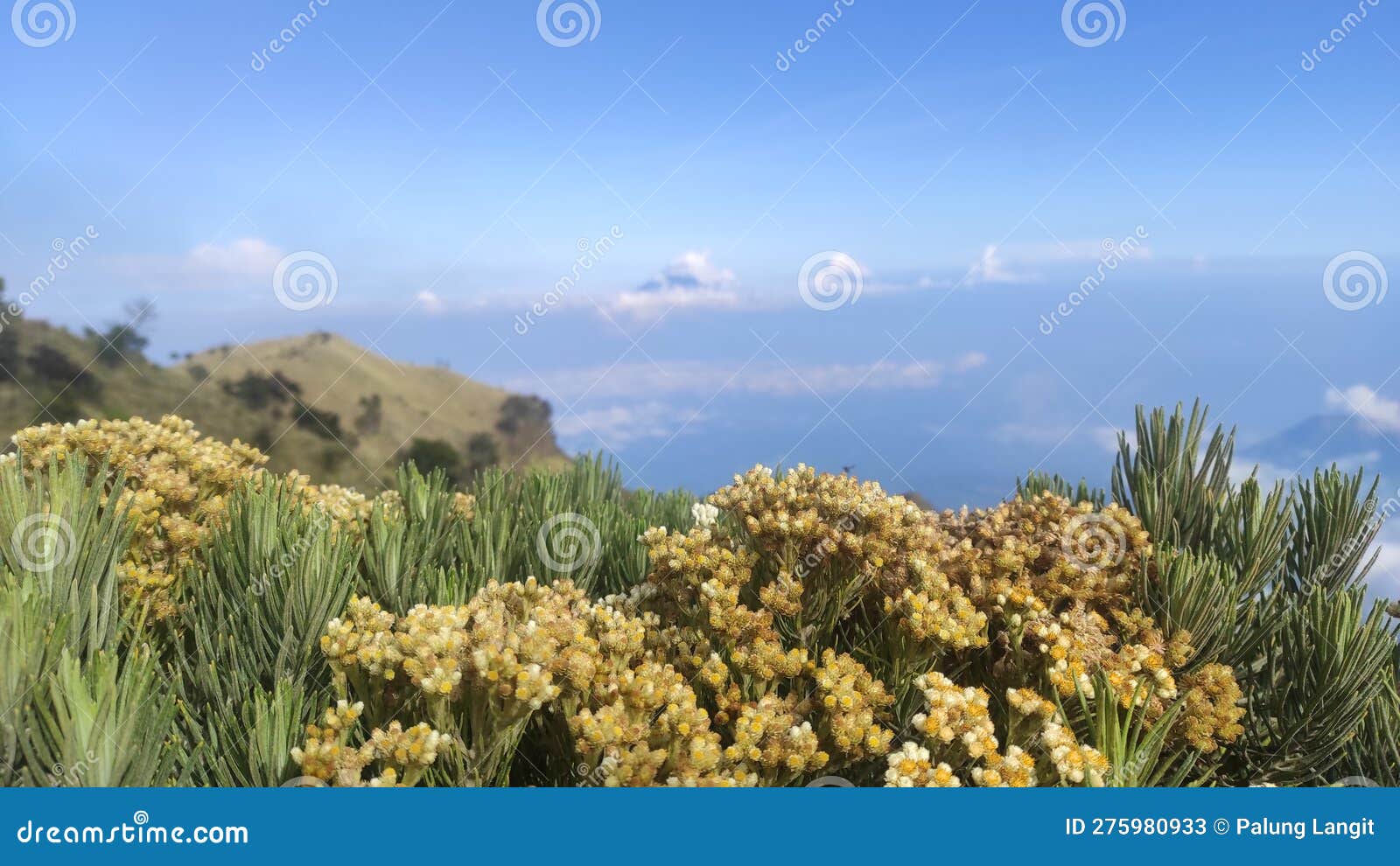 Edelweiss Flower in the Sky of Mount Merbabu Stock Image Image of
