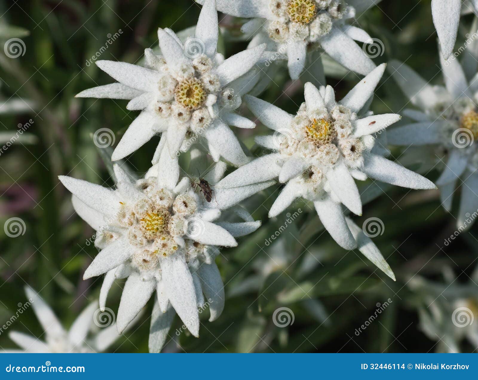 Edelweiss Flowers Stock Images Image 32446114