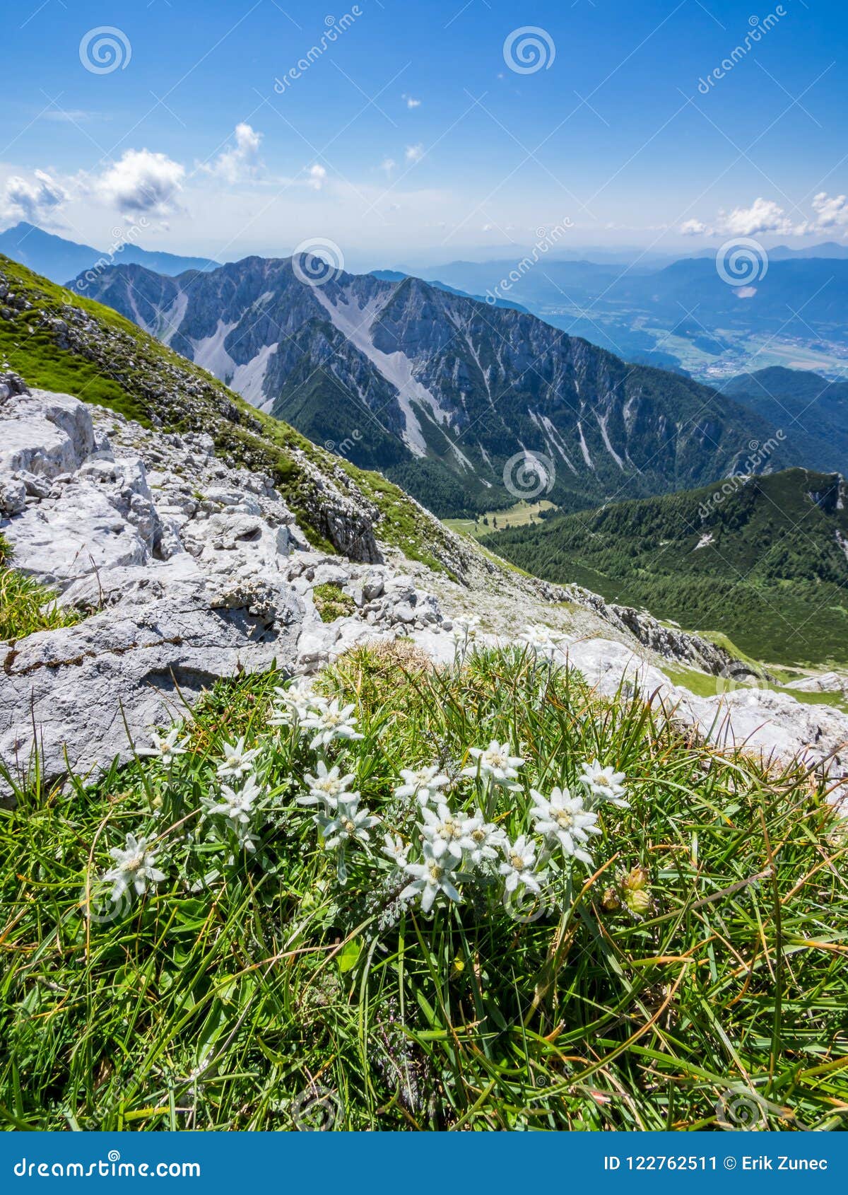 Edelweiss On The Meadow On Top Of The Mountain Royalty Free Stock Photo