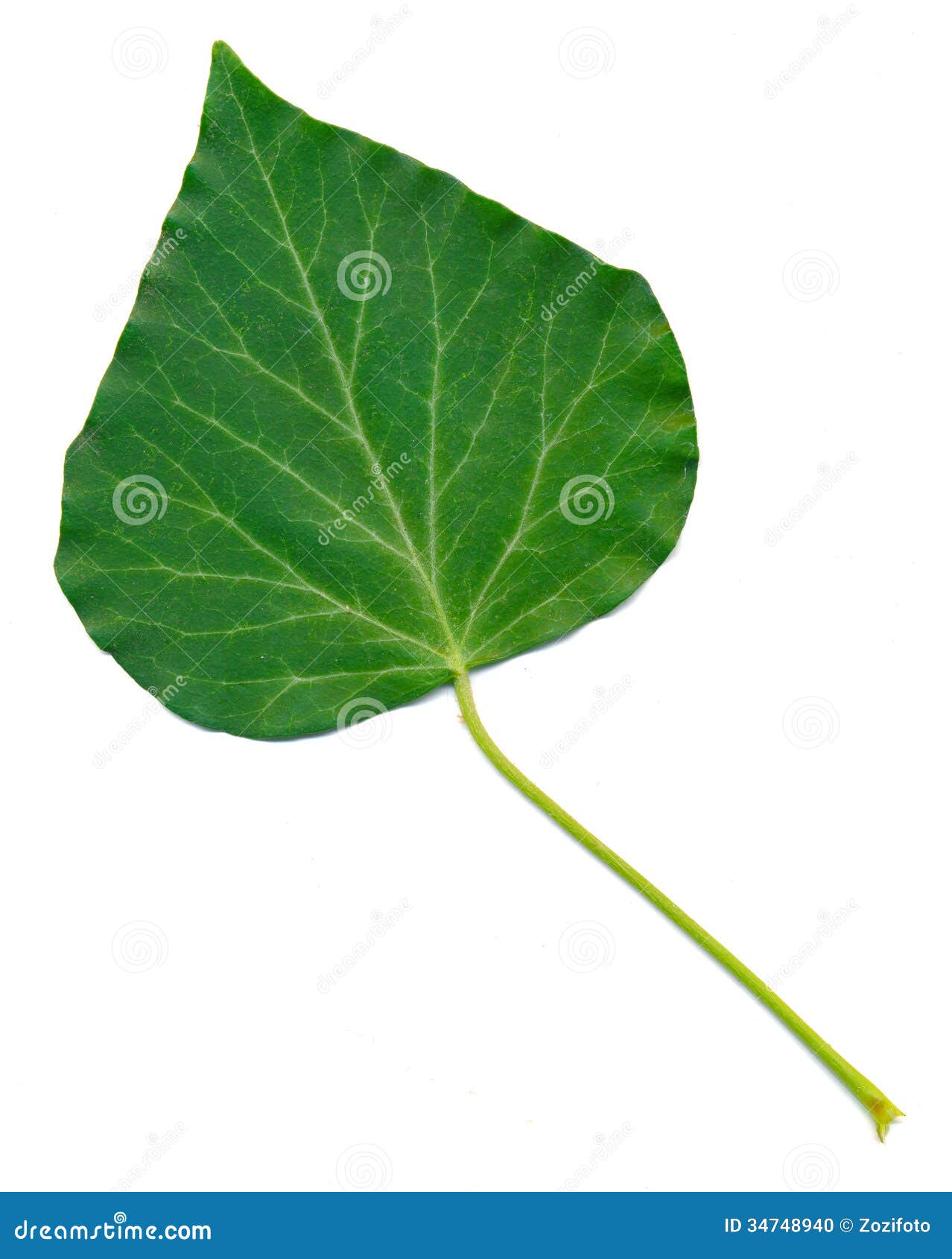 138 Edera Inglese Hedera Helix Foto Foto Stock Gratis E Royalty Free Da Dreamstime