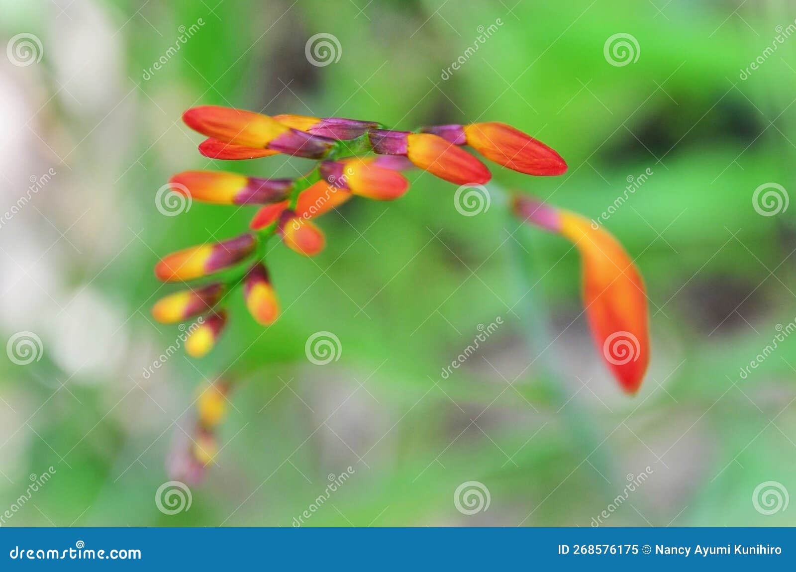 the red flower buds of crocosmia