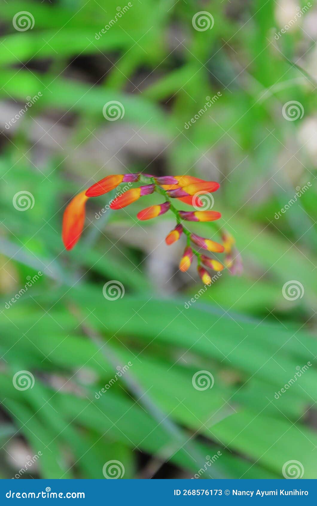 beautiful buds of the red crocosmia flower