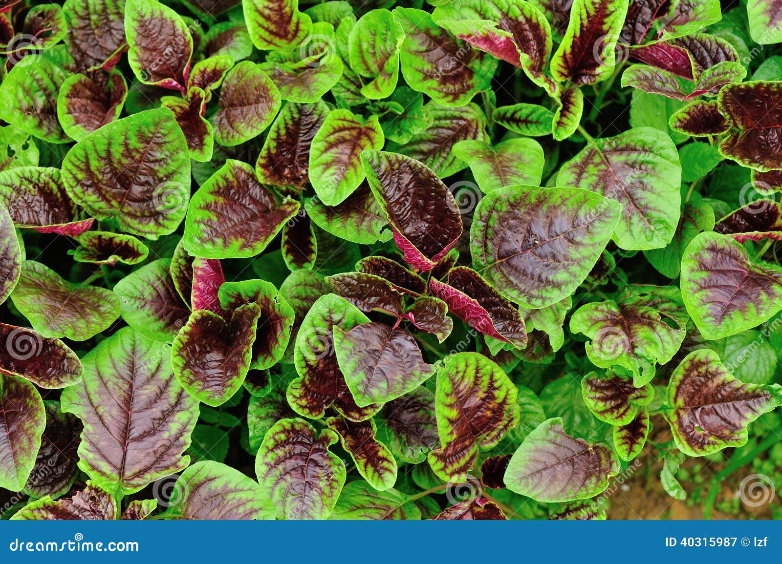 Edible amaranth stock image. Image of fresh, organic 40315987