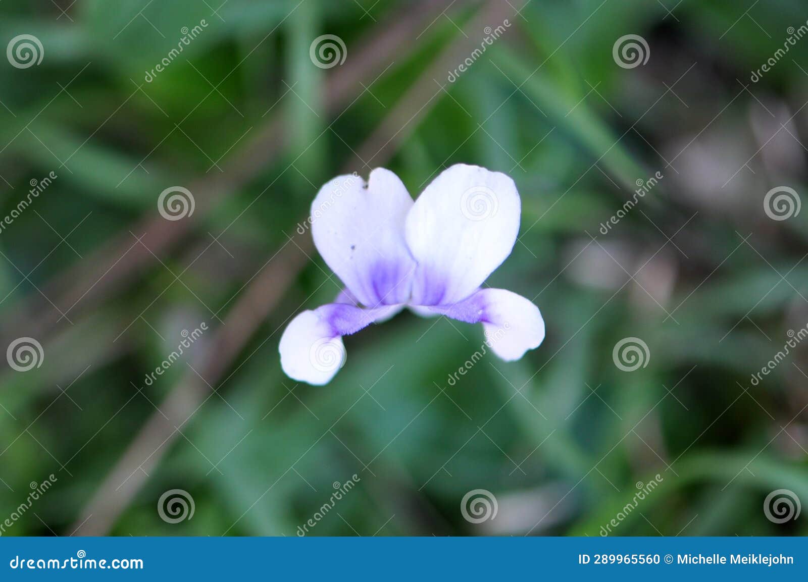 Edible Australian Violet Purple and White Flower Stock Photo Image of