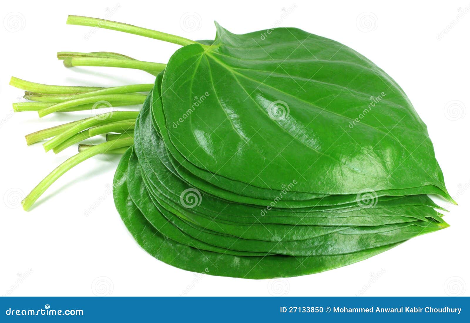 Edible betel leaf stock photo. Image of marriage, habit