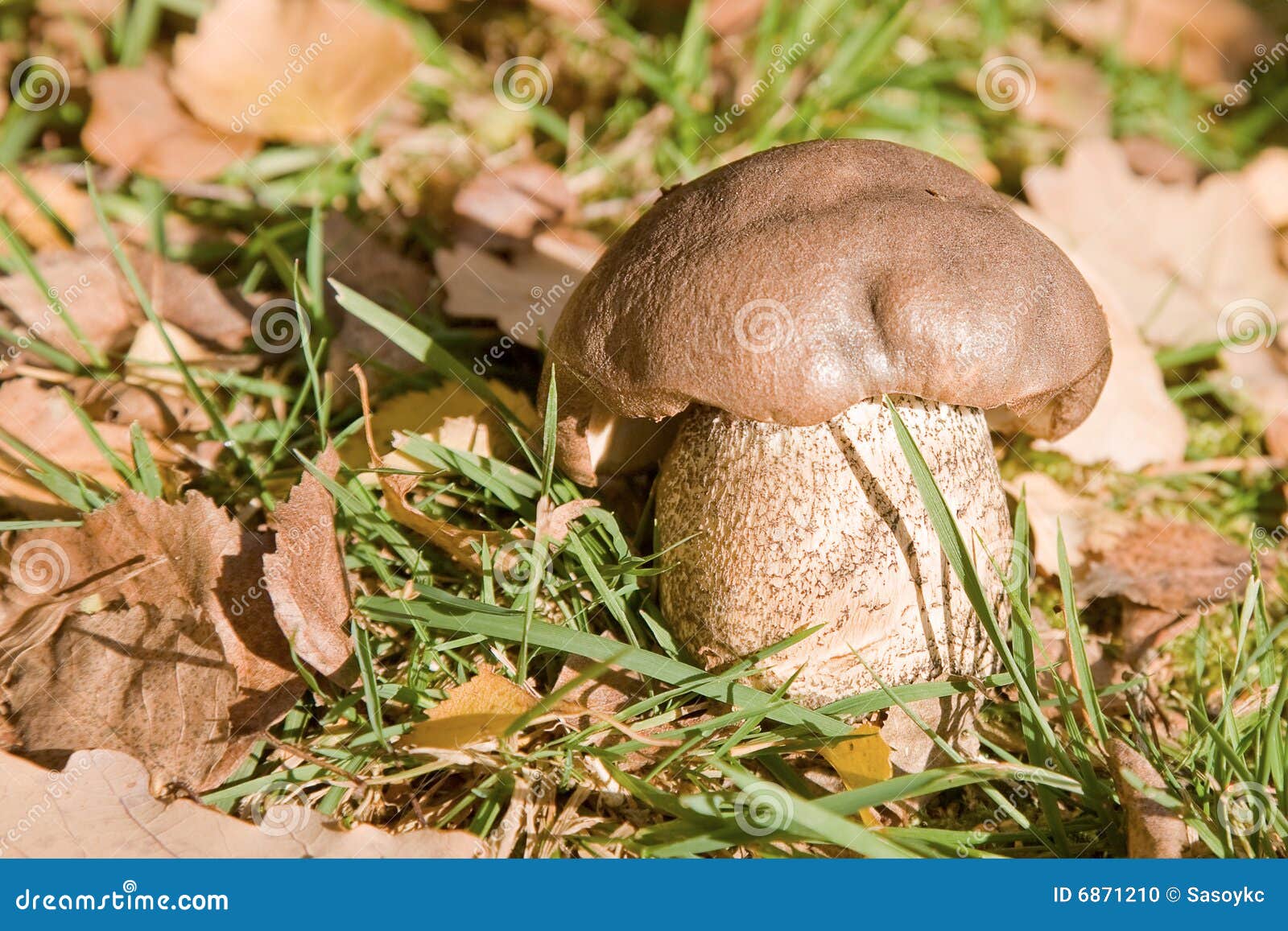 Edible boletus stock photo. Image of mycology, edible 6871210