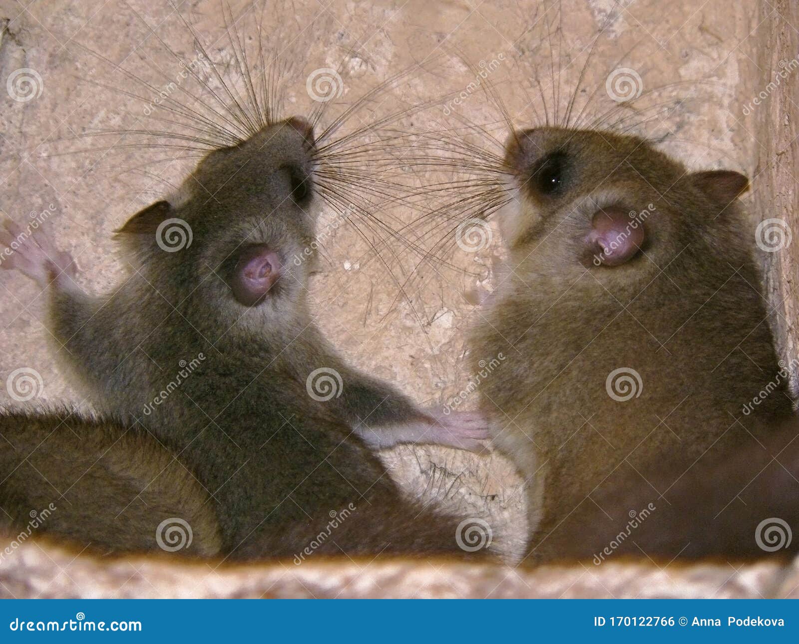 Edible Dormouse or Fat Dormouse in a Church Wall Niche. Stock Photo - Image  of dull, light: 170122766