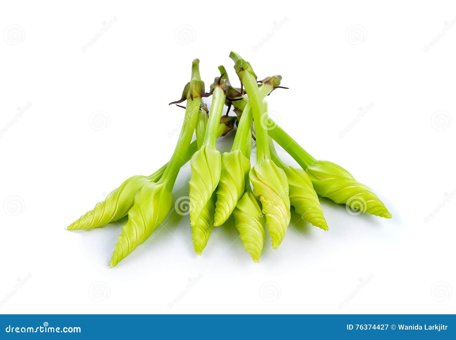 Edible Flowers,Moonflower on White Background Stock Image Image of