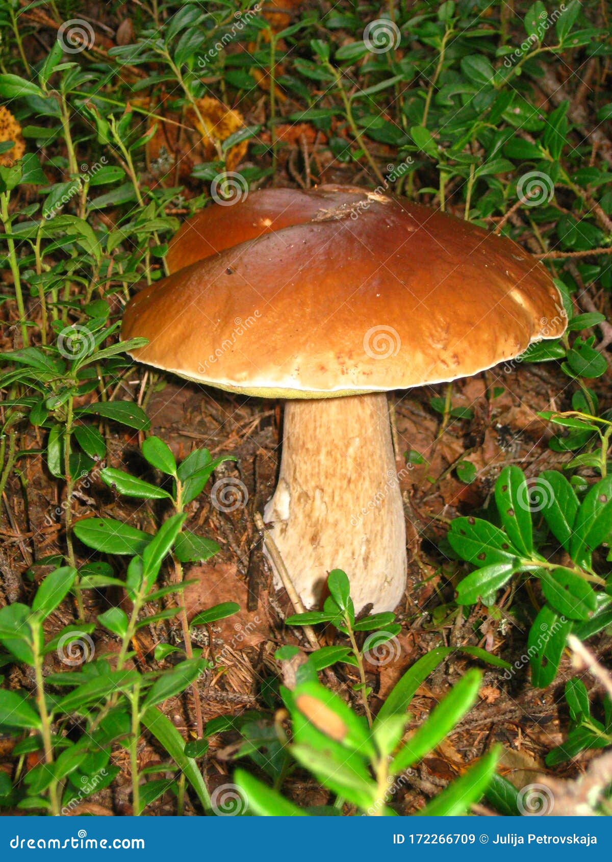 Edible Forest Mushroom A Beautiful Large Even Boletus Or Porcini Mushroom Find In The Forest Good Luck Mushroomer Mushroom Stock Image Image Of North Food