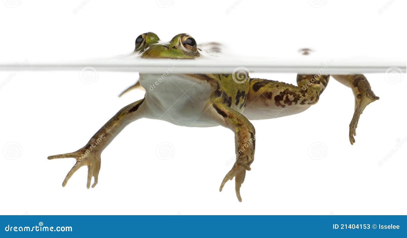 edible frog, rana esculenta, in water