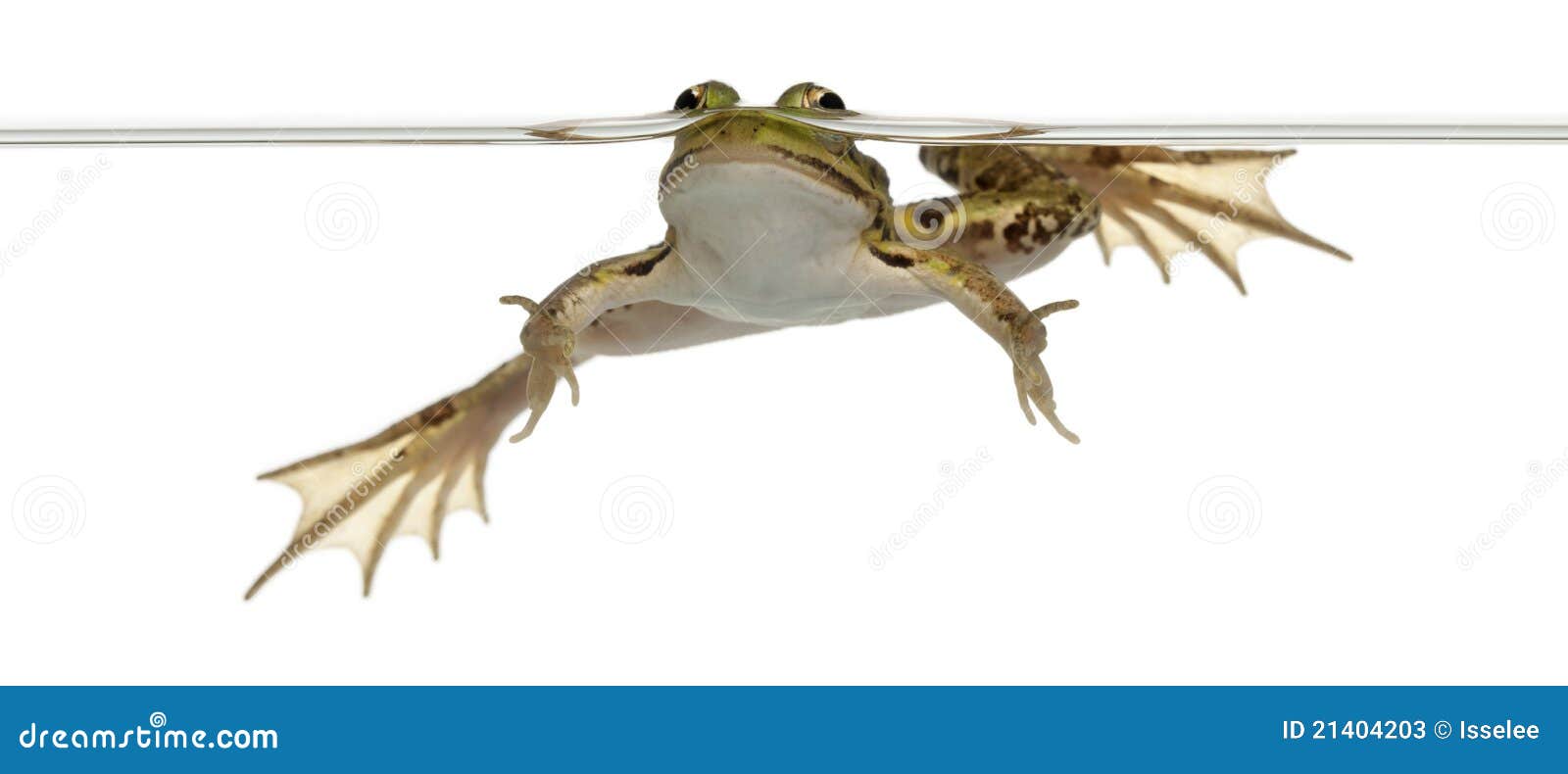 edible frog, rana esculenta, in water