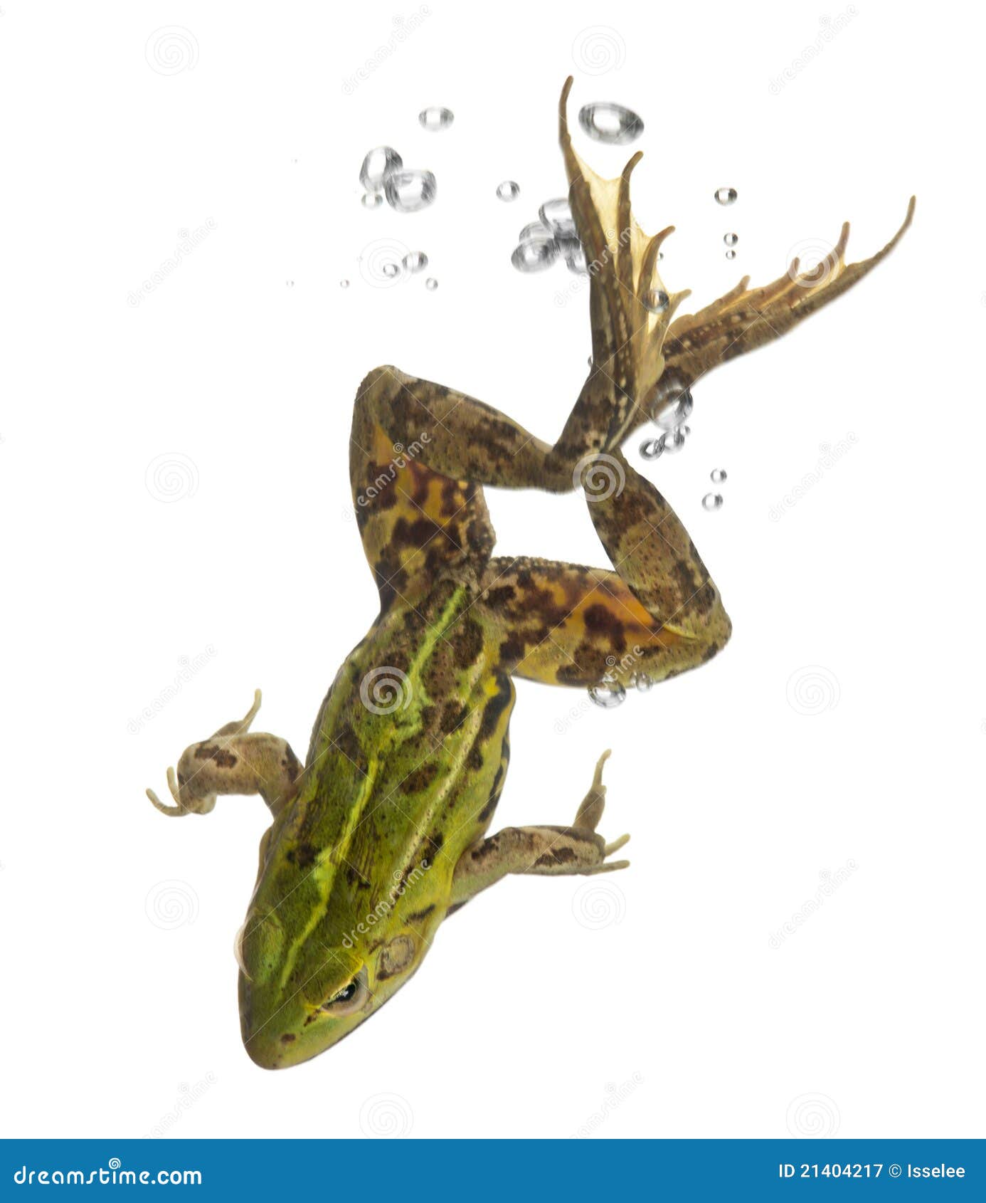 edible frog, rana esculenta, in water