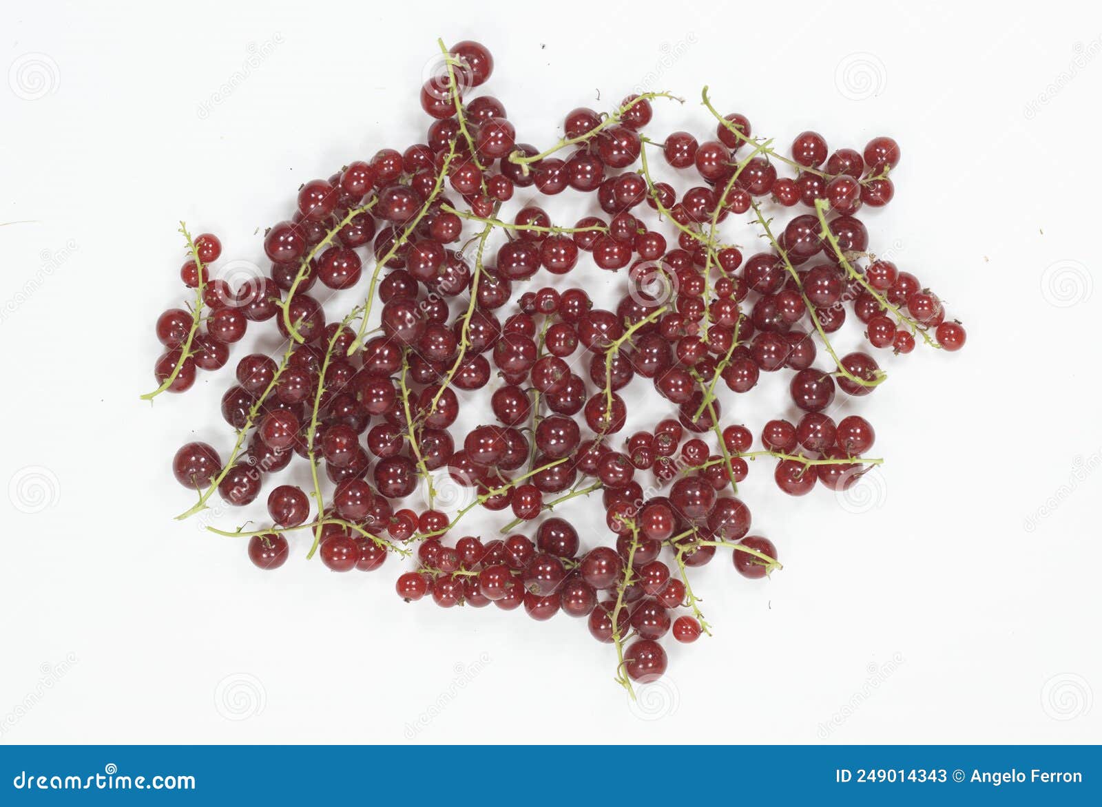 Edible Fruits Red Currant Berries in Groups Stock Image Image of