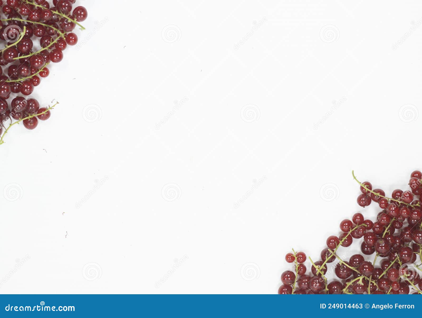 Edible Fruits Red Currant Berries in Groups Stock Image Image of