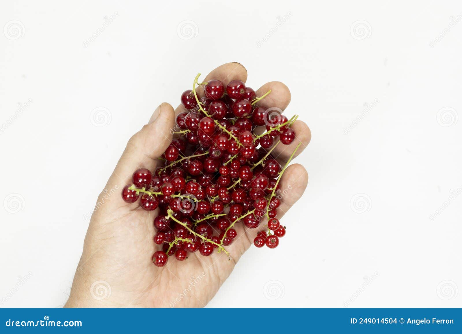 Edible Fruits Red Currant Berries in Groups Stock Photo Image of