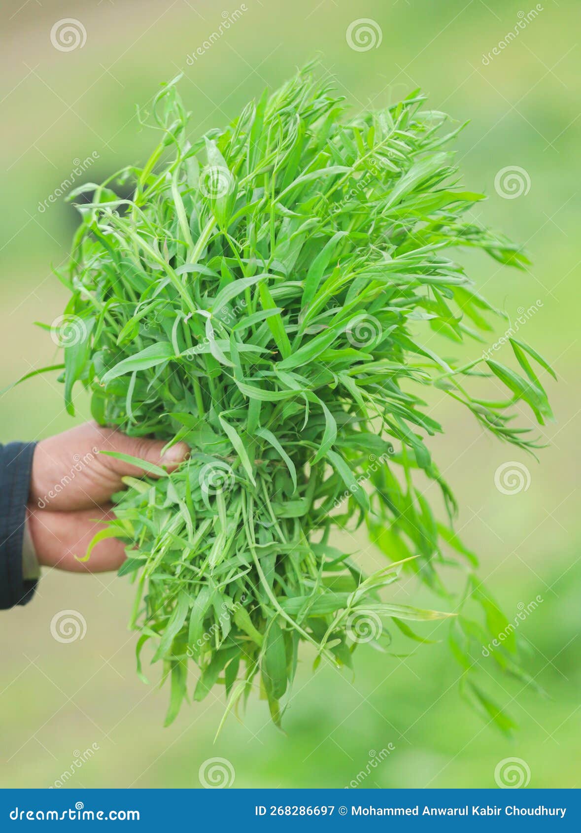 Edible grass pea stock image. Image of gardening, flower 268286697