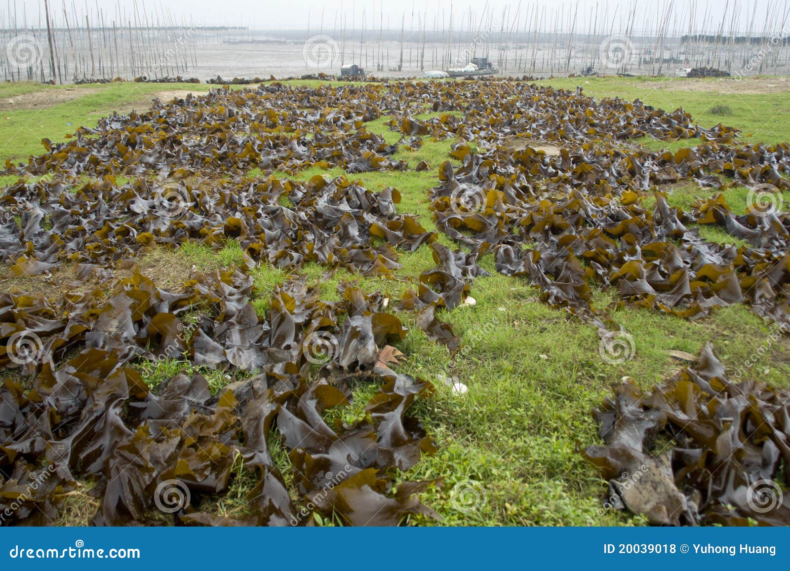 Edible kelp stock photo. Image of agriculture, plants 20039018