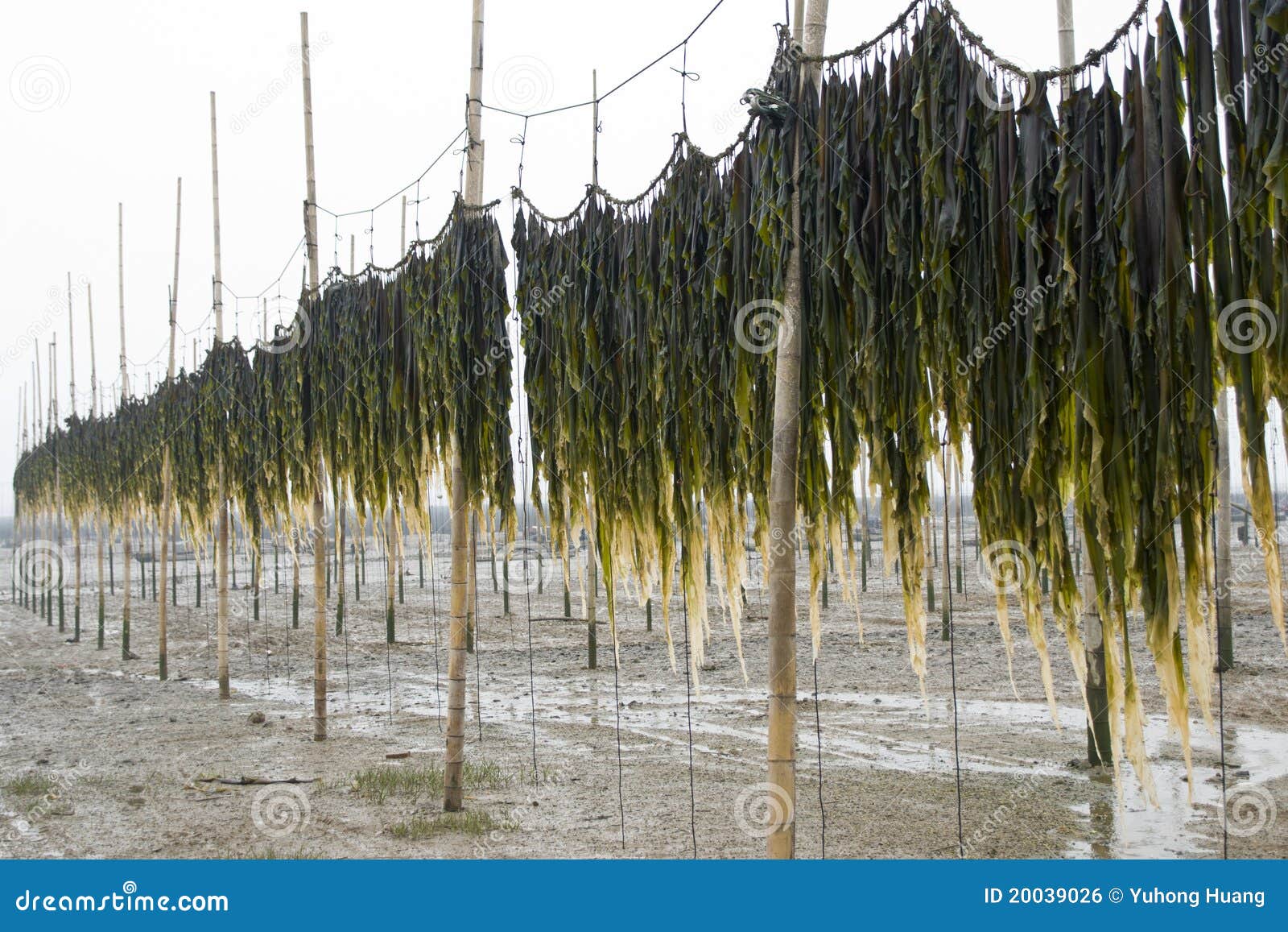 Edible kelp stock photo. Image of vertical, breeding 20039026