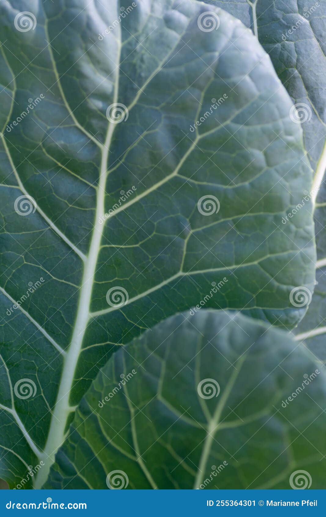 The Edible Leaves of Brussels Sprouts. Stock Image Image of edible