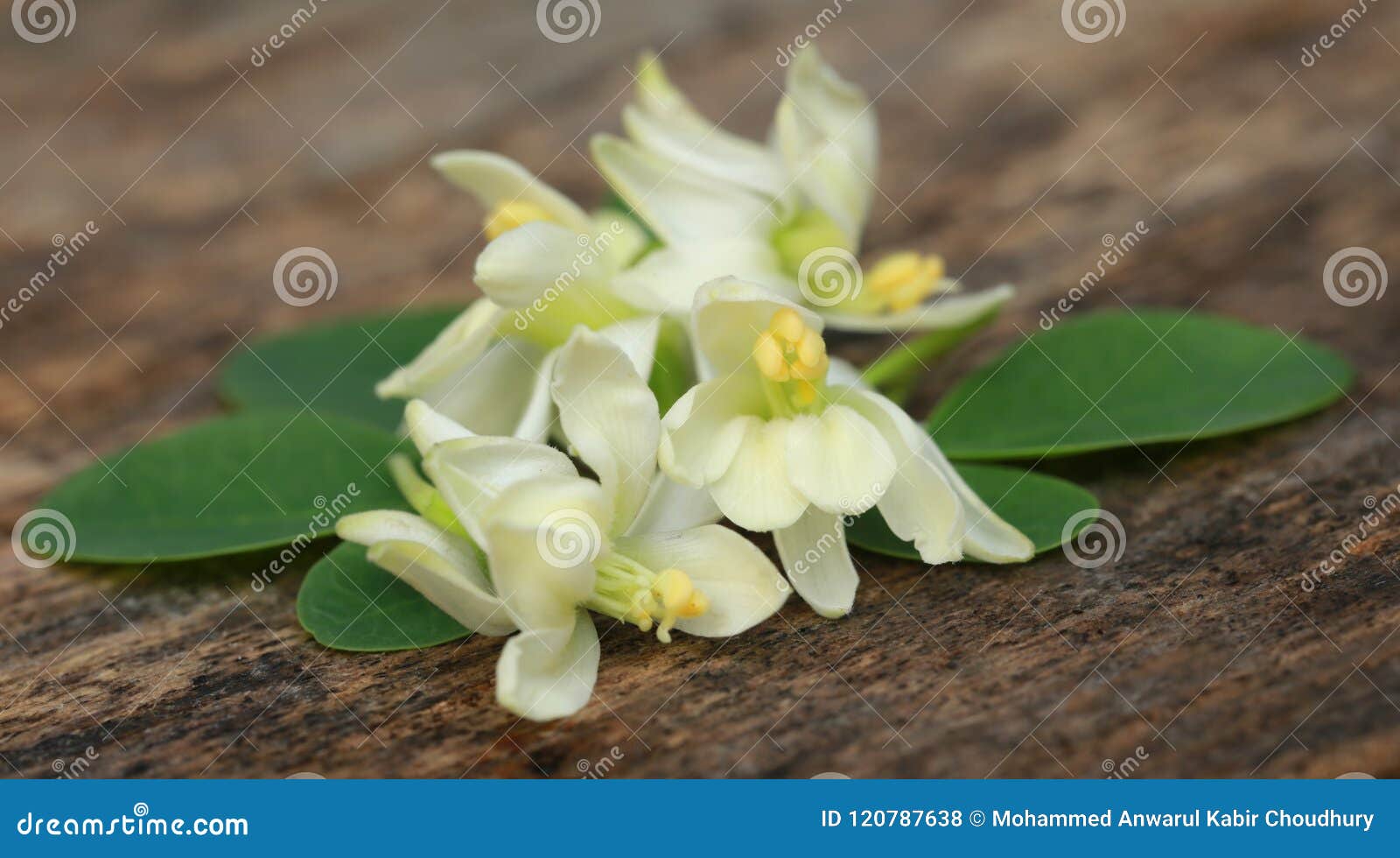 Edible Moringa Flower with Green Leaves Stock Photo Image of nebeday