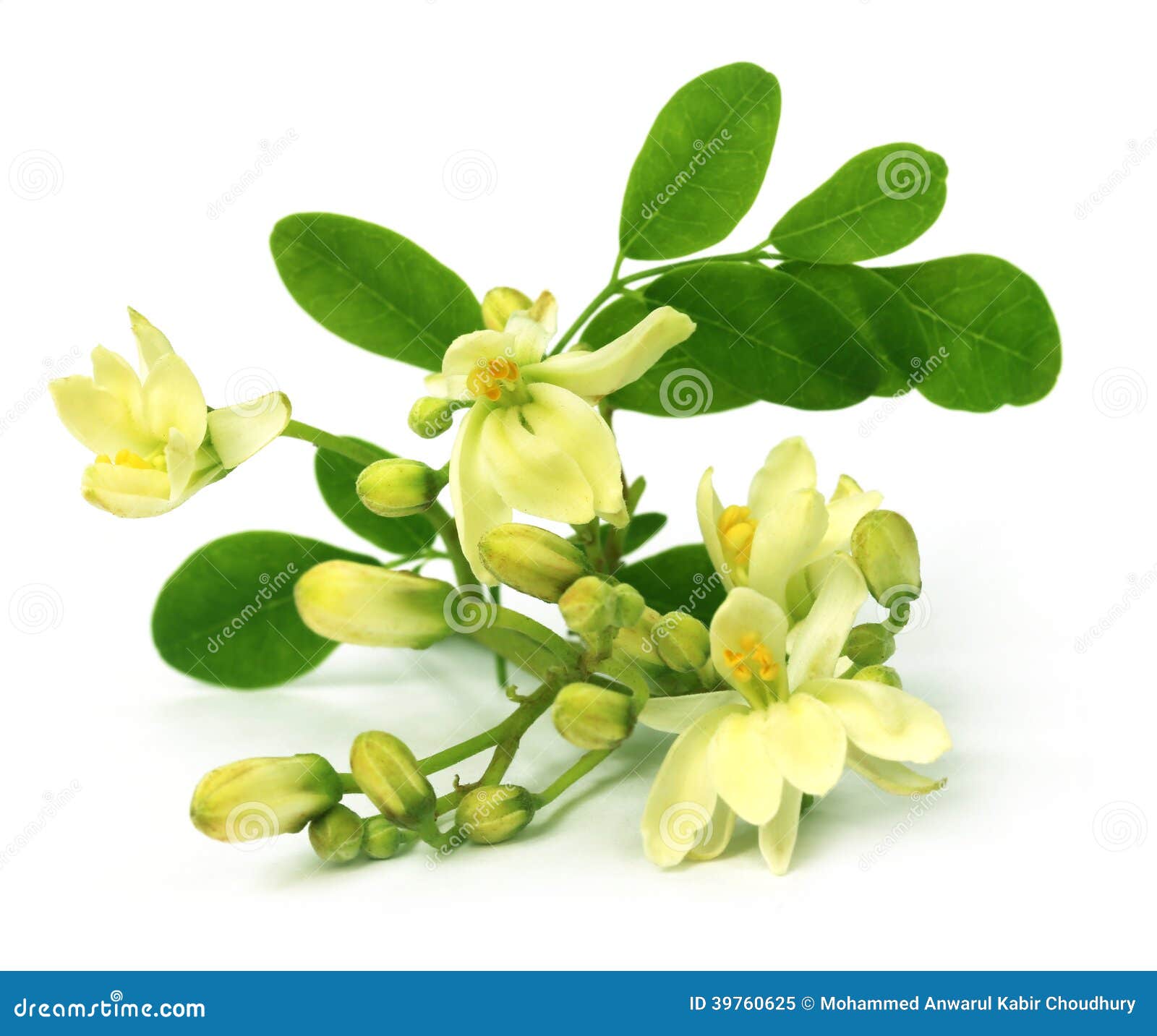 edible moringa flower