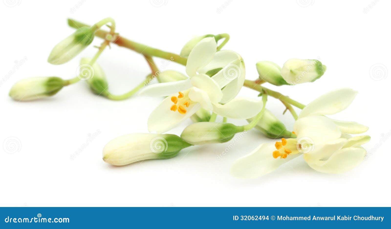edible moringa flower