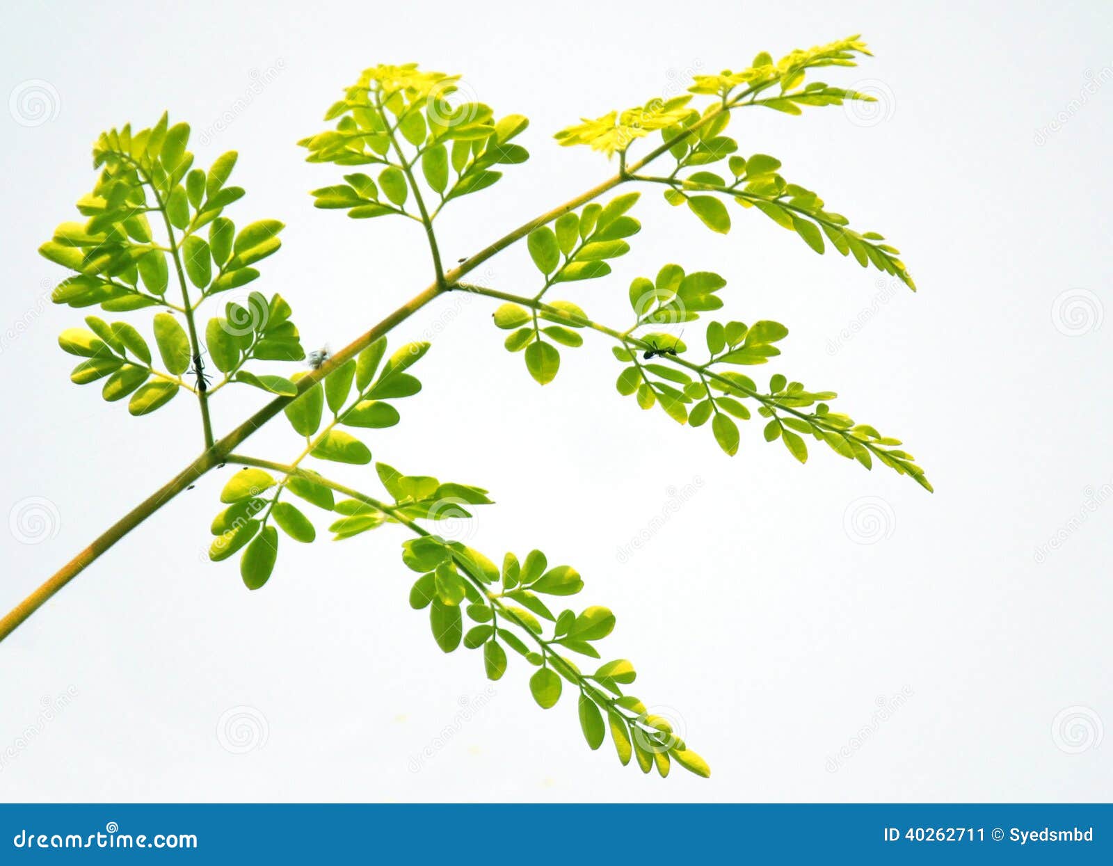 Edible moringa leaves stock image. Image of flower, freshness 40262711