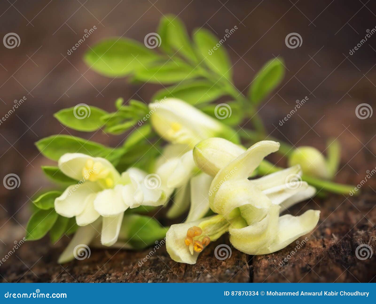 Edible Moringa Flowers with Green Leaves Stock Photo Image of moringa