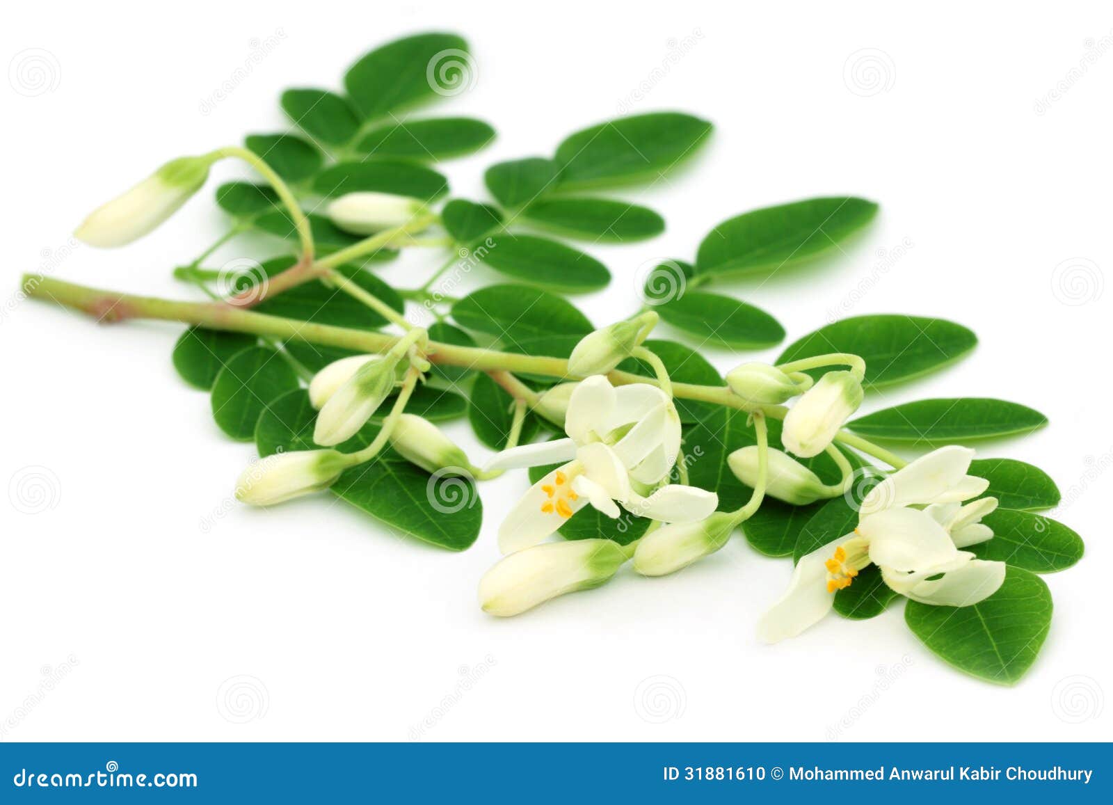 edible moringa leaves with flower