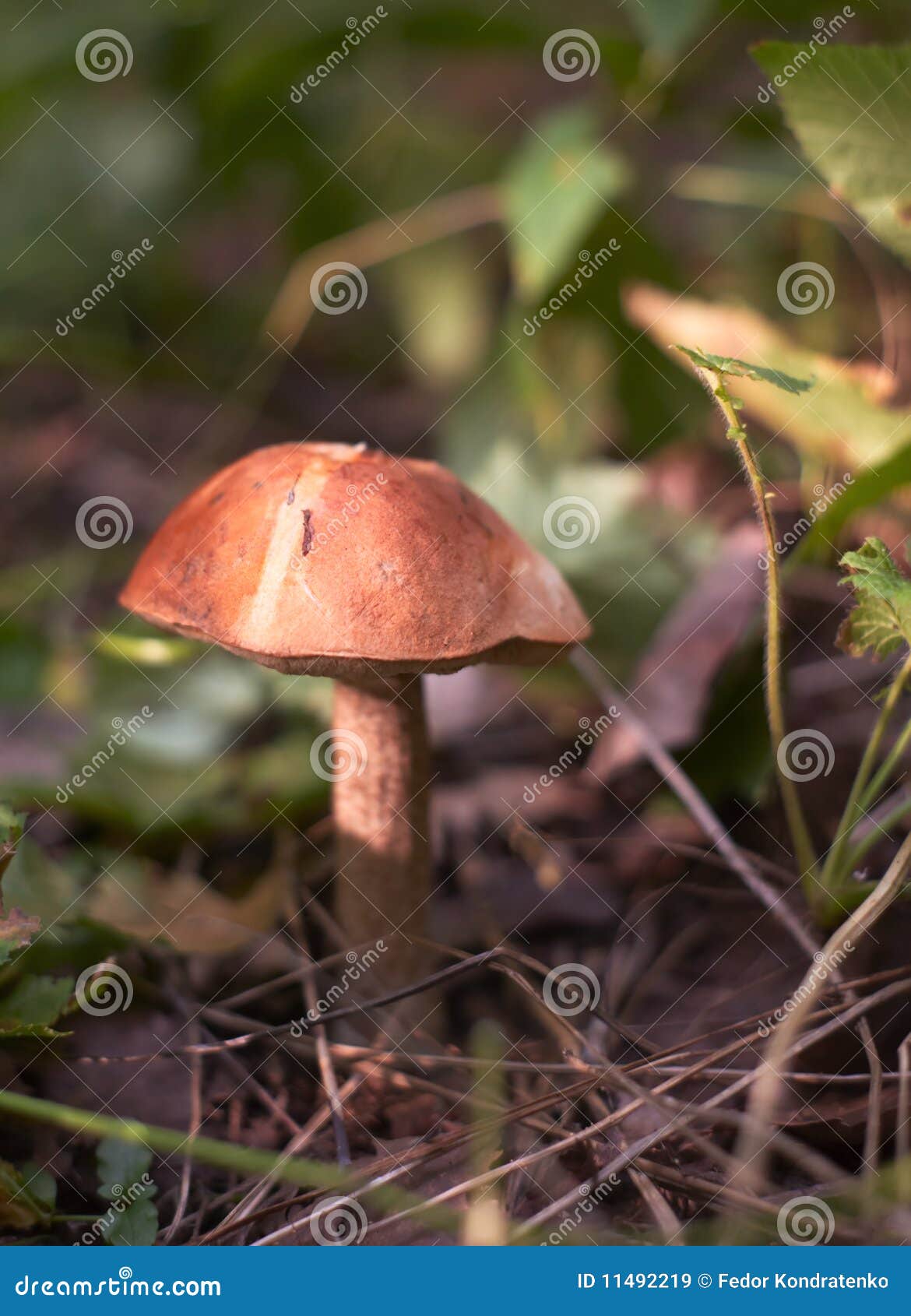 Edible Mushroom (browncap Boletus) Stock Image Image of forest