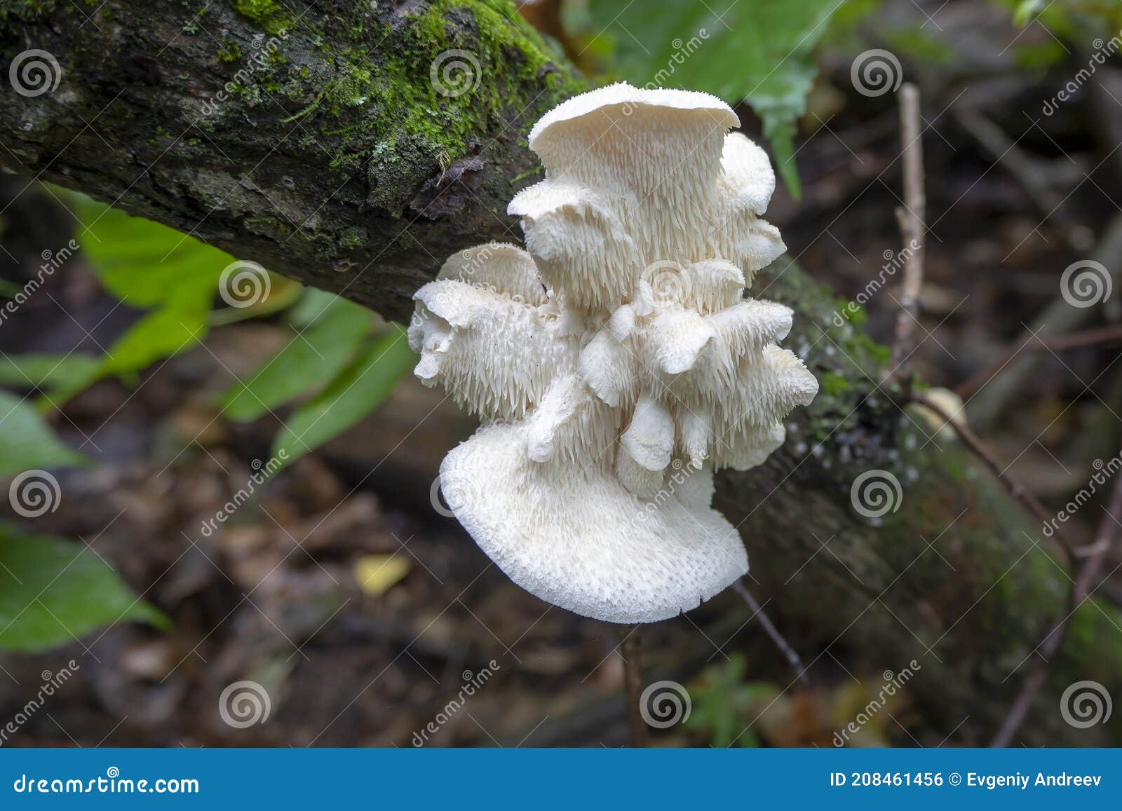 the edible mushroom creolophus cirrhatus grows on a tree trunk. fungus close-up. macro