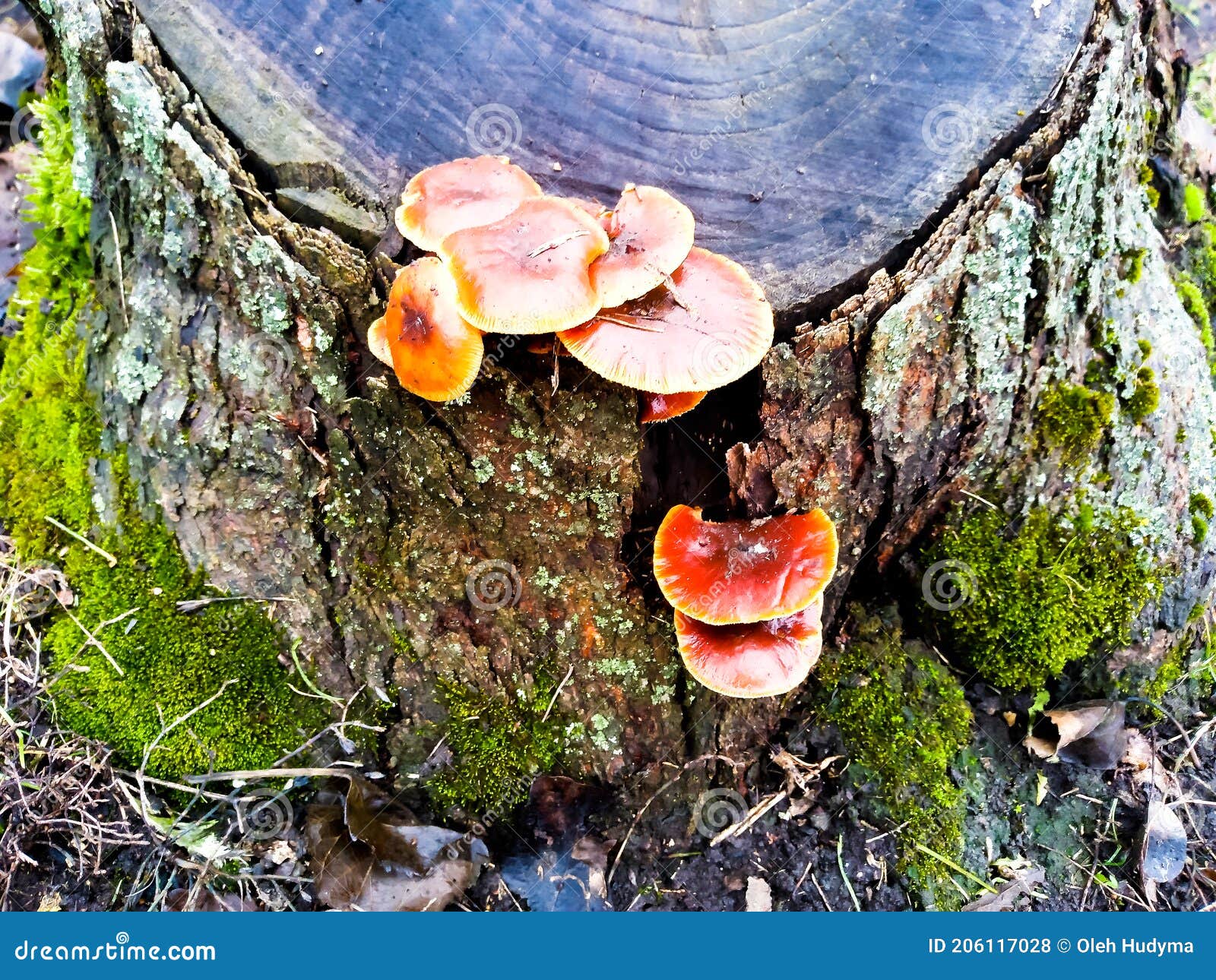 Edible Mushrooms Grow on a Tree Stump Stock Photo Image of light