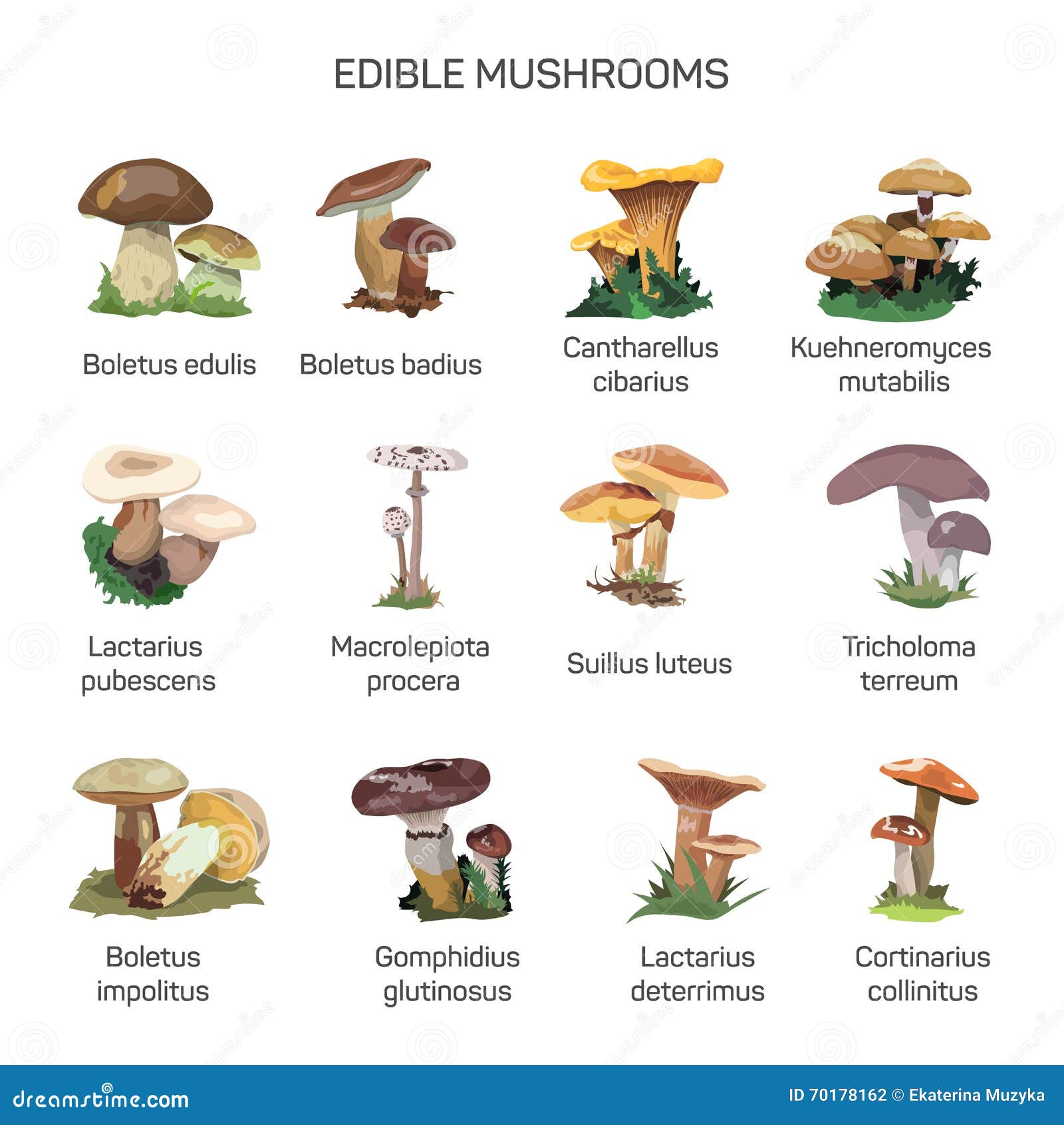 Kinds Of Edible Mushrooms - All Mushroom Info