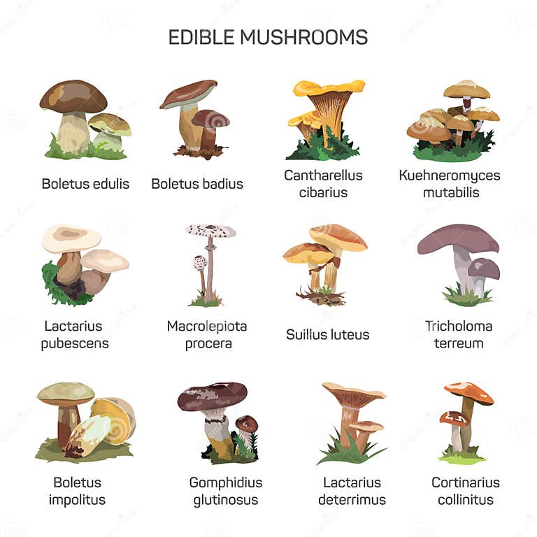 Edible Mushrooms Vector Set of Icons Isolated on White Background ...