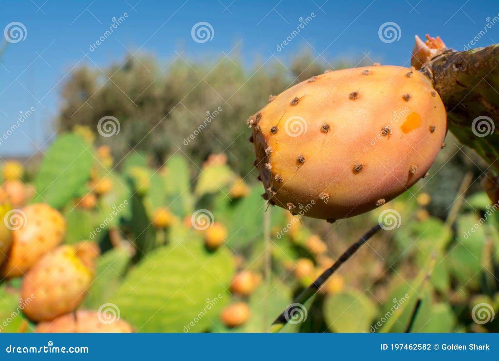 Edible Prickly Pear Cactus Fruit Ready To Eat Stock Photo Image of